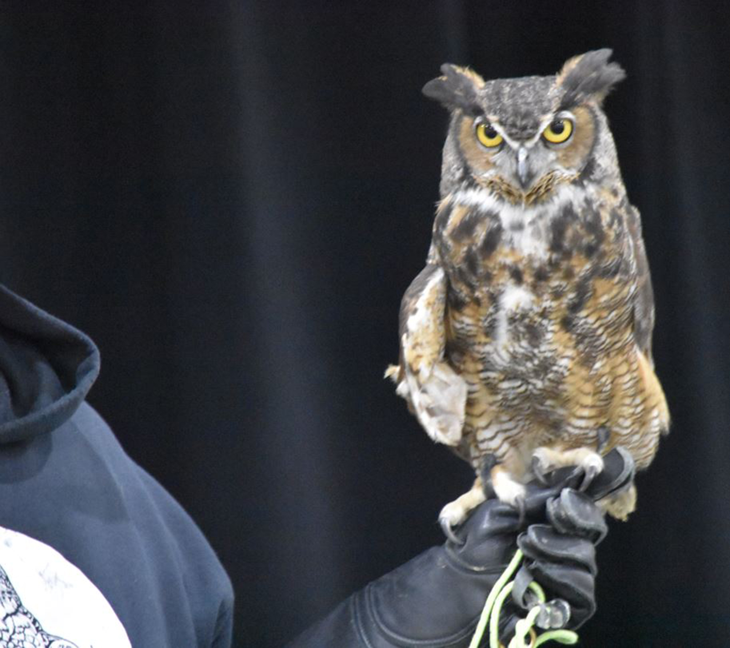 Celebrating A Regional Feathered Friend At Genesee Country Village & Museum’s “Owl Moon” Event