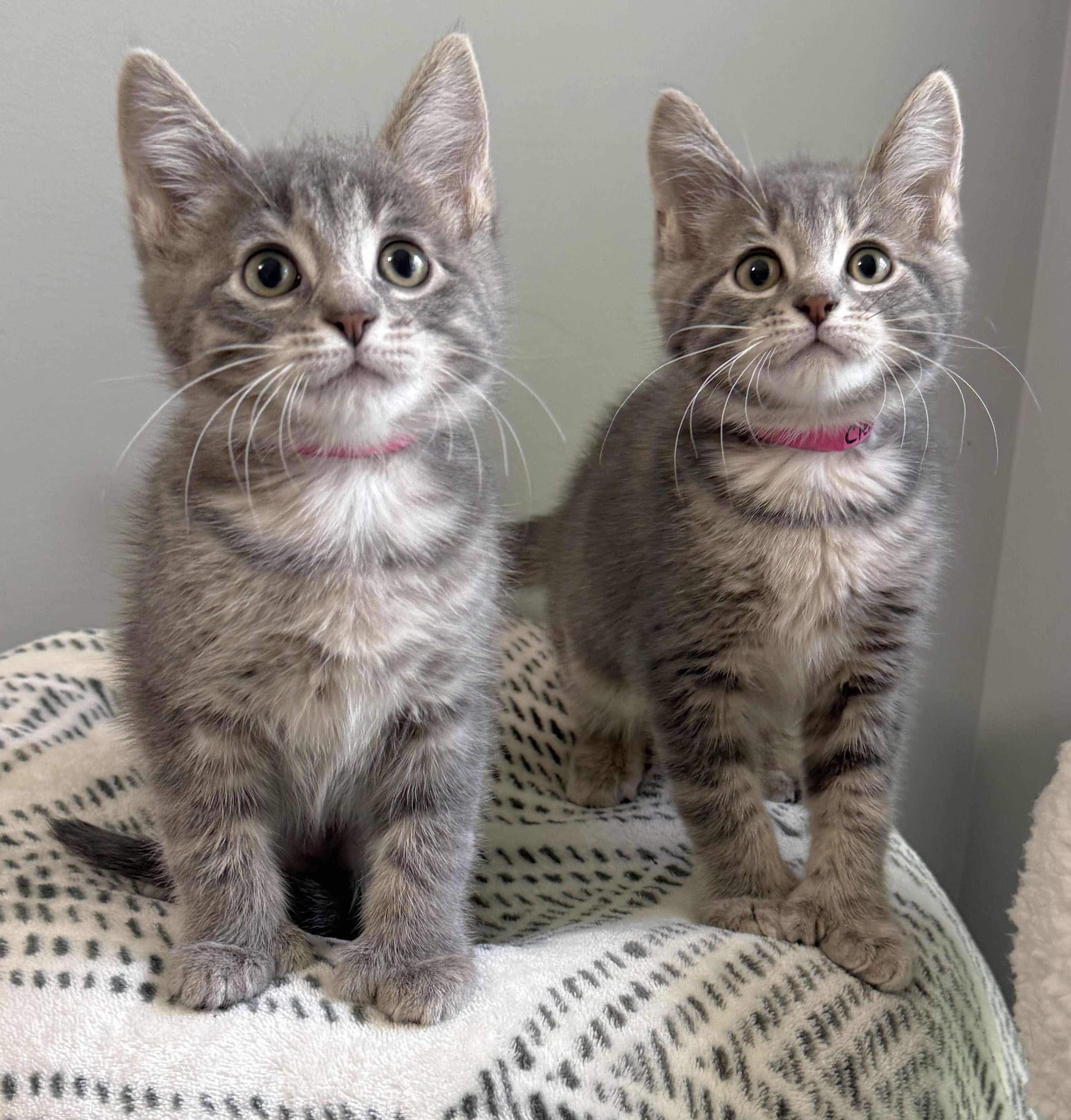 Weather Alert: Kitten Shower Called For This Weekend