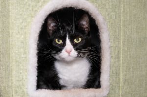 Pet Pride Awarded $10,000 ASPCA Grant To Expand Cat Adoptions Across The Greater Rochester Region
